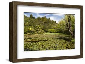 Lily Pond at Rapaura Water Gardens-Stuart-Framed Photographic Print