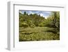 Lily Pond at Rapaura Water Gardens-Stuart-Framed Photographic Print