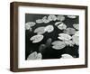 Lily Pond, Europe, 1968-Brett Weston-Framed Photographic Print