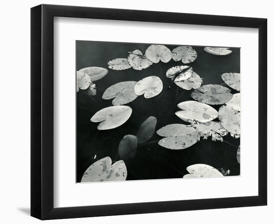 Lily Pond, Europe, 1968-Brett Weston-Framed Photographic Print