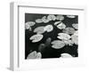 Lily Pond, Europe, 1968-Brett Weston-Framed Photographic Print