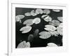 Lily Pond, Europe, 1968-Brett Weston-Framed Photographic Print