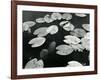 Lily Pond, Europe, 1968-Brett Weston-Framed Photographic Print