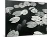 Lily Pond, Europe, 1968-Brett Weston-Mounted Photographic Print