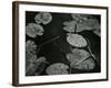 Lily Pond, Europe, 1968-Brett Weston-Framed Photographic Print