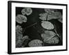 Lily Pond, Europe, 1968-Brett Weston-Framed Photographic Print