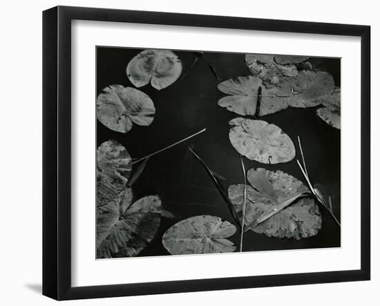 Lily Pond, Europe, 1968-Brett Weston-Framed Premium Photographic Print