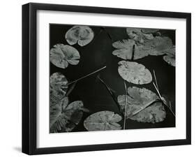 Lily Pond, Europe, 1968-Brett Weston-Framed Premium Photographic Print