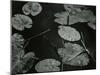 Lily Pond, Europe, 1968-Brett Weston-Mounted Premium Photographic Print