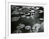 Lily Pond, Europe, c. 1968-Brett Weston-Framed Photographic Print