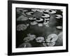 Lily Pond, Europe, c. 1968-Brett Weston-Framed Photographic Print