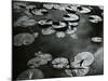 Lily Pond, Europe, c. 1968-Brett Weston-Mounted Photographic Print