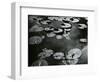 Lily Pond, Europe, c. 1968-Brett Weston-Framed Photographic Print