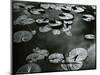Lily Pond, Europe, c. 1968-Brett Weston-Mounted Photographic Print