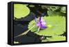 Lily Pond with Water Lilies, New Orleans Botanical Garden, New Orleans, Louisiana, USA-Jamie & Judy Wild-Framed Stretched Canvas