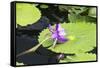 Lily Pond with Water Lilies, New Orleans Botanical Garden, New Orleans, Louisiana, USA-Jamie & Judy Wild-Framed Stretched Canvas