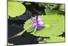 Lily Pond with Water Lilies, New Orleans Botanical Garden, New Orleans, Louisiana, USA-Jamie & Judy Wild-Mounted Photographic Print