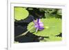 Lily Pond with Water Lilies, New Orleans Botanical Garden, New Orleans, Louisiana, USA-Jamie & Judy Wild-Framed Photographic Print