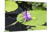 Lily Pond with Water Lilies, New Orleans Botanical Garden, New Orleans, Louisiana, USA-Jamie & Judy Wild-Mounted Photographic Print