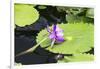 Lily Pond with Water Lilies, New Orleans Botanical Garden, New Orleans, Louisiana, USA-Jamie & Judy Wild-Framed Photographic Print