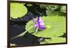 Lily Pond with Water Lilies, New Orleans Botanical Garden, New Orleans, Louisiana, USA-Jamie & Judy Wild-Framed Photographic Print