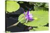 Lily Pond with Water Lilies, New Orleans Botanical Garden, New Orleans, Louisiana, USA-Jamie & Judy Wild-Stretched Canvas