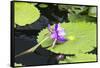 Lily Pond with Water Lilies, New Orleans Botanical Garden, New Orleans, Louisiana, USA-Jamie & Judy Wild-Framed Stretched Canvas