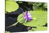 Lily Pond with Water Lilies, New Orleans Botanical Garden, New Orleans, Louisiana, USA-Jamie & Judy Wild-Stretched Canvas