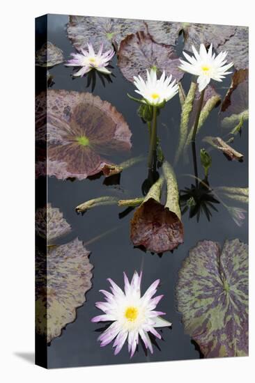 Lily Pond with Water Lilies, New Orleans Botanical Garden, New Orleans, Louisiana, USA-Jamie & Judy Wild-Stretched Canvas