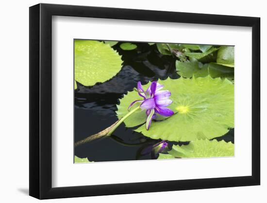 Lily Pond with Water Lilies, New Orleans Botanical Garden, New Orleans, Louisiana, USA-Jamie & Judy Wild-Framed Photographic Print