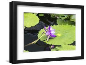 Lily Pond with Water Lilies, New Orleans Botanical Garden, New Orleans, Louisiana, USA-Jamie & Judy Wild-Framed Photographic Print