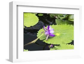 Lily Pond with Water Lilies, New Orleans Botanical Garden, New Orleans, Louisiana, USA-Jamie & Judy Wild-Framed Photographic Print