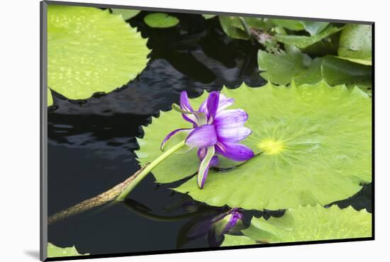 Lily Pond with Water Lilies, New Orleans Botanical Garden, New Orleans, Louisiana, USA-Jamie & Judy Wild-Mounted Photographic Print