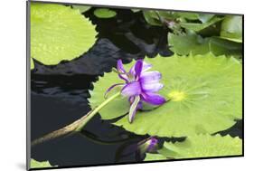 Lily Pond with Water Lilies, New Orleans Botanical Garden, New Orleans, Louisiana, USA-Jamie & Judy Wild-Mounted Photographic Print