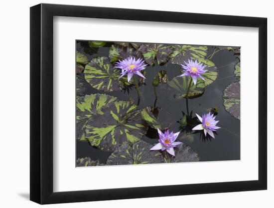 Lily Pond with Water Lilies, New Orleans Botanical Garden, New Orleans, Louisiana, USA-Jamie & Judy Wild-Framed Photographic Print