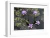 Lily Pond with Water Lilies, New Orleans Botanical Garden, New Orleans, Louisiana, USA-Jamie & Judy Wild-Framed Photographic Print