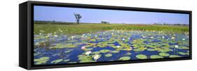 Lily Pond-Wayne Bradbury-Framed Stretched Canvas