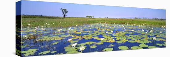 Lily Pond-Wayne Bradbury-Stretched Canvas