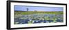 Lily Pond-Wayne Bradbury-Framed Premium Photographic Print