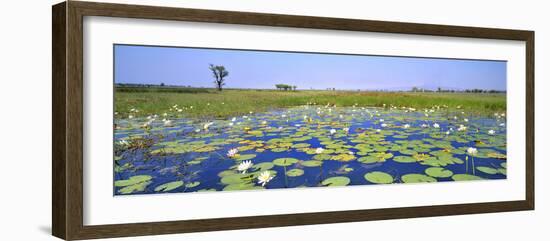 Lily Pond-Wayne Bradbury-Framed Photographic Print