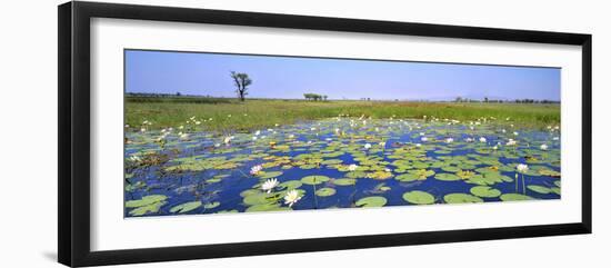 Lily Pond-Wayne Bradbury-Framed Photographic Print