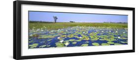 Lily Pond-Wayne Bradbury-Framed Photographic Print