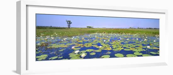 Lily Pond-Wayne Bradbury-Framed Photographic Print