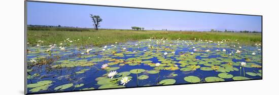 Lily Pond-Wayne Bradbury-Mounted Photographic Print