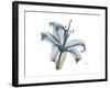 Lily Portrait-Albert Koetsier-Framed Premium Giclee Print