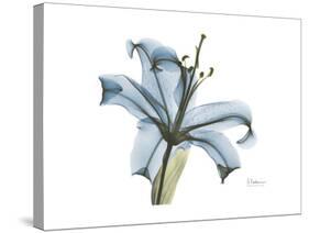 Lily Portrait-Albert Koetsier-Stretched Canvas