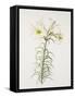 Lily regale-Sally Crosthwaite-Framed Stretched Canvas