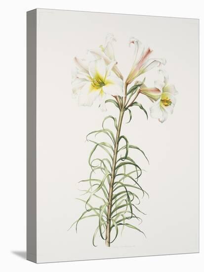 Lily regale-Sally Crosthwaite-Stretched Canvas