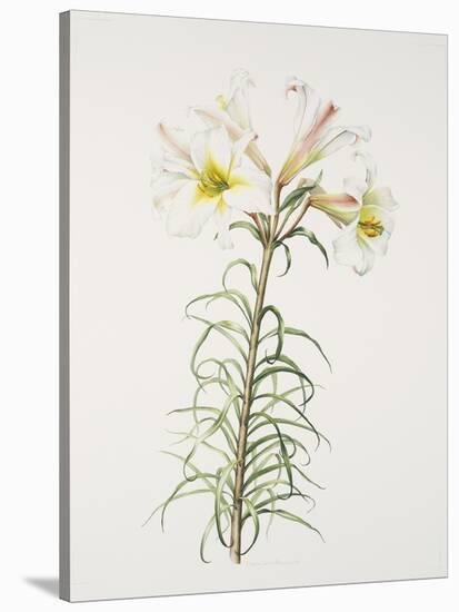 Lily regale-Sally Crosthwaite-Stretched Canvas