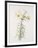 Lily regale-Sally Crosthwaite-Framed Giclee Print